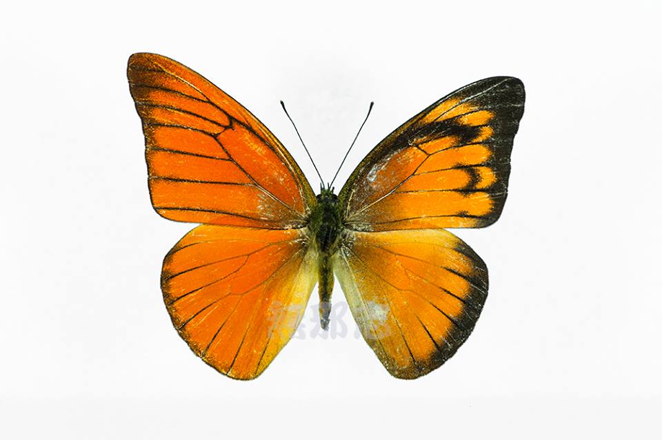 Appias nero figulina gynandromorph (Internet Image property of respective owner, non-commercial use only)